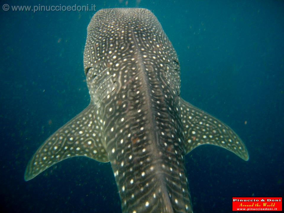 Djibouti - Whale Shark in Djibouti - 25.jpg